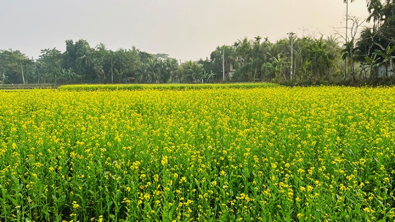 লক্ষ্মীপুরে সরিষা চাষে আগ্রহ বাড়ছে, ভালো ফলনে কৃষকের মুখে হাসি...