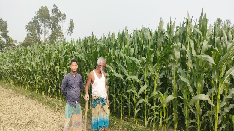 উলিপুরে তিস্তার চরাঞ্চল জুড়ে ভুট্টার চাষ...