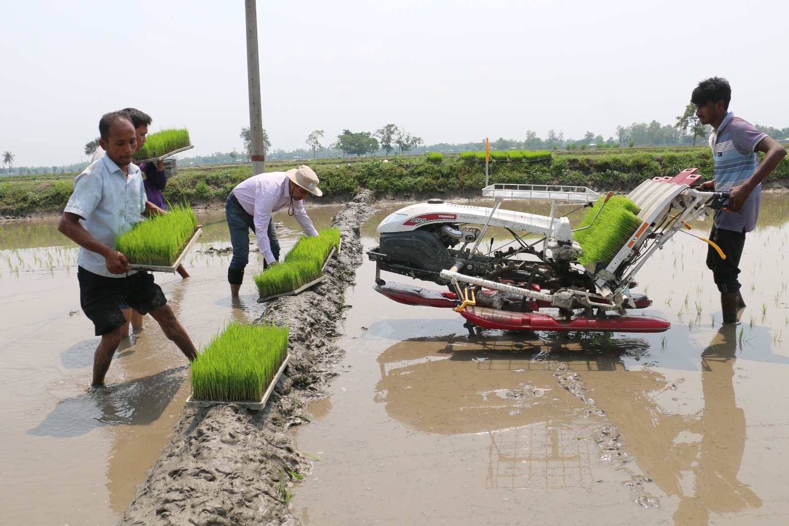 ডোমার বিএডিসি উৎপাদন খামারে বীজ তৈরি ও আউশ ধান রোপনে ব্যস্ত কৃষকেরা