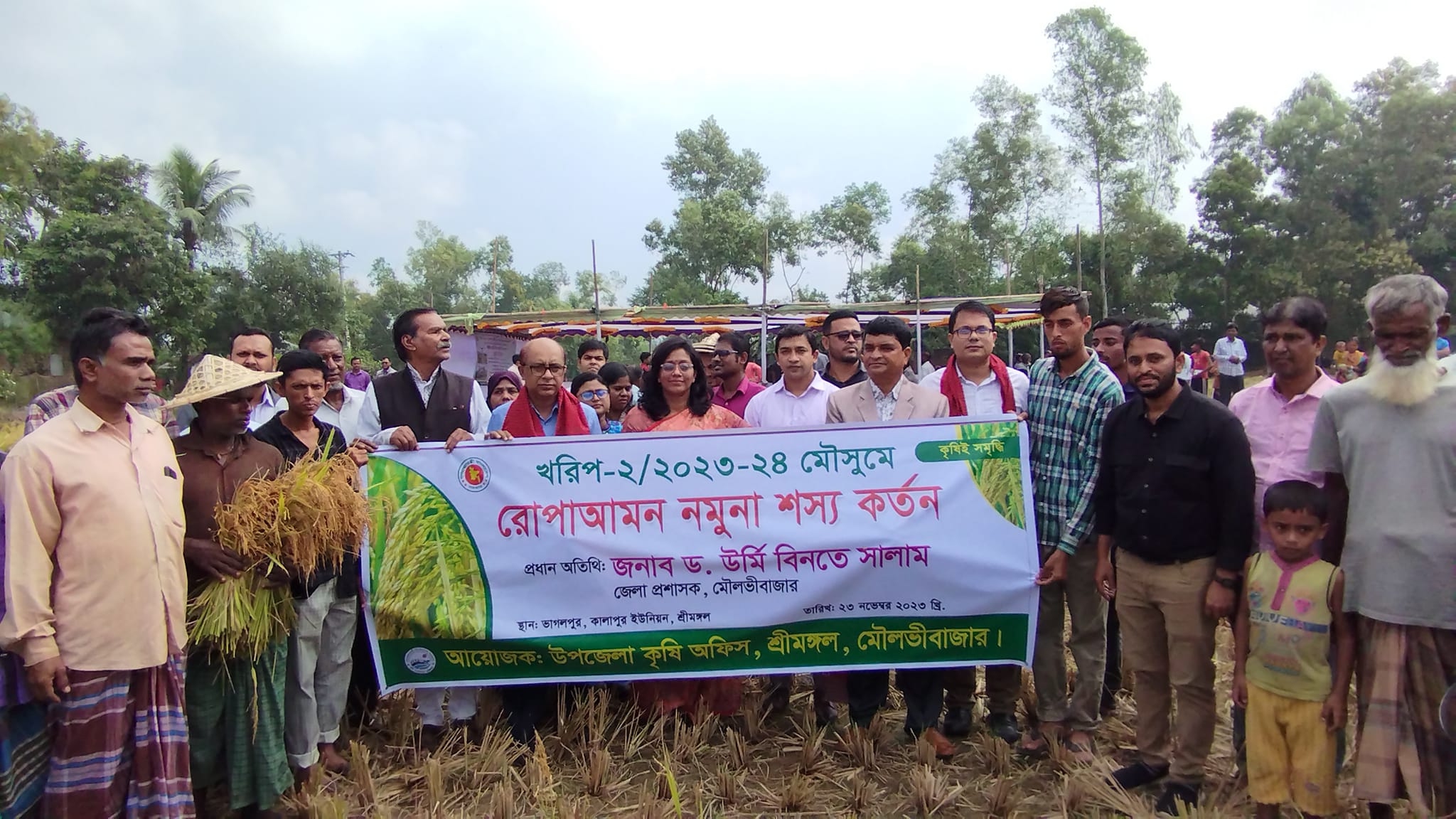 শ্রীমঙ্গলে রোপা আমন নমুনা শস্য কর্তন শুরু