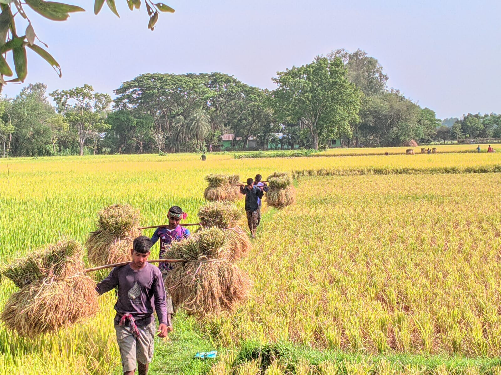 বগুড়ার নন্দীগ্রামে পুরোদমে চলছে বোরো ধান কাটা-মাড়াই