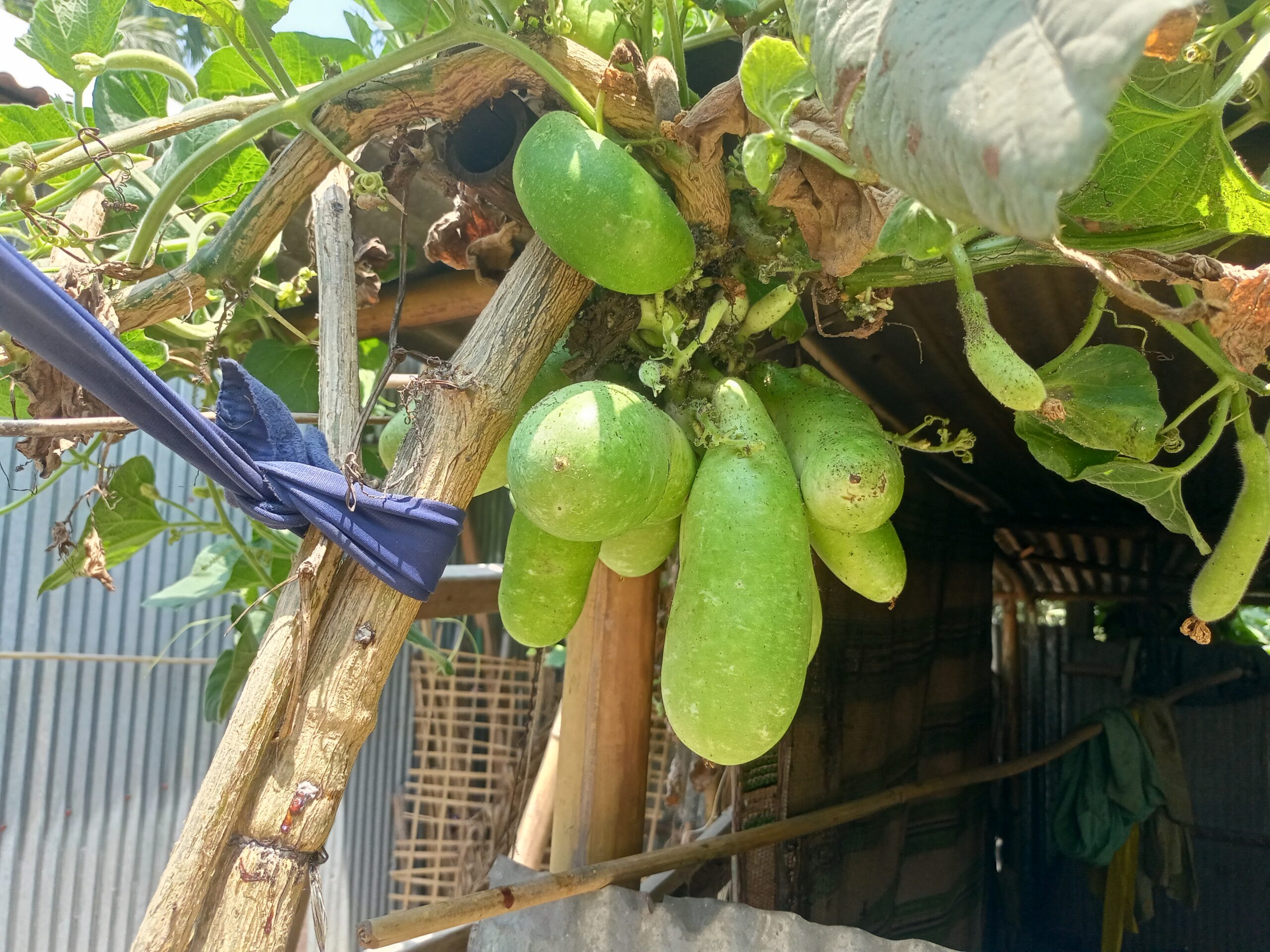 ফুলবাড়ীতে লাউ গাছের একটি ডগায় ১৮ লাউ ধরেছে  