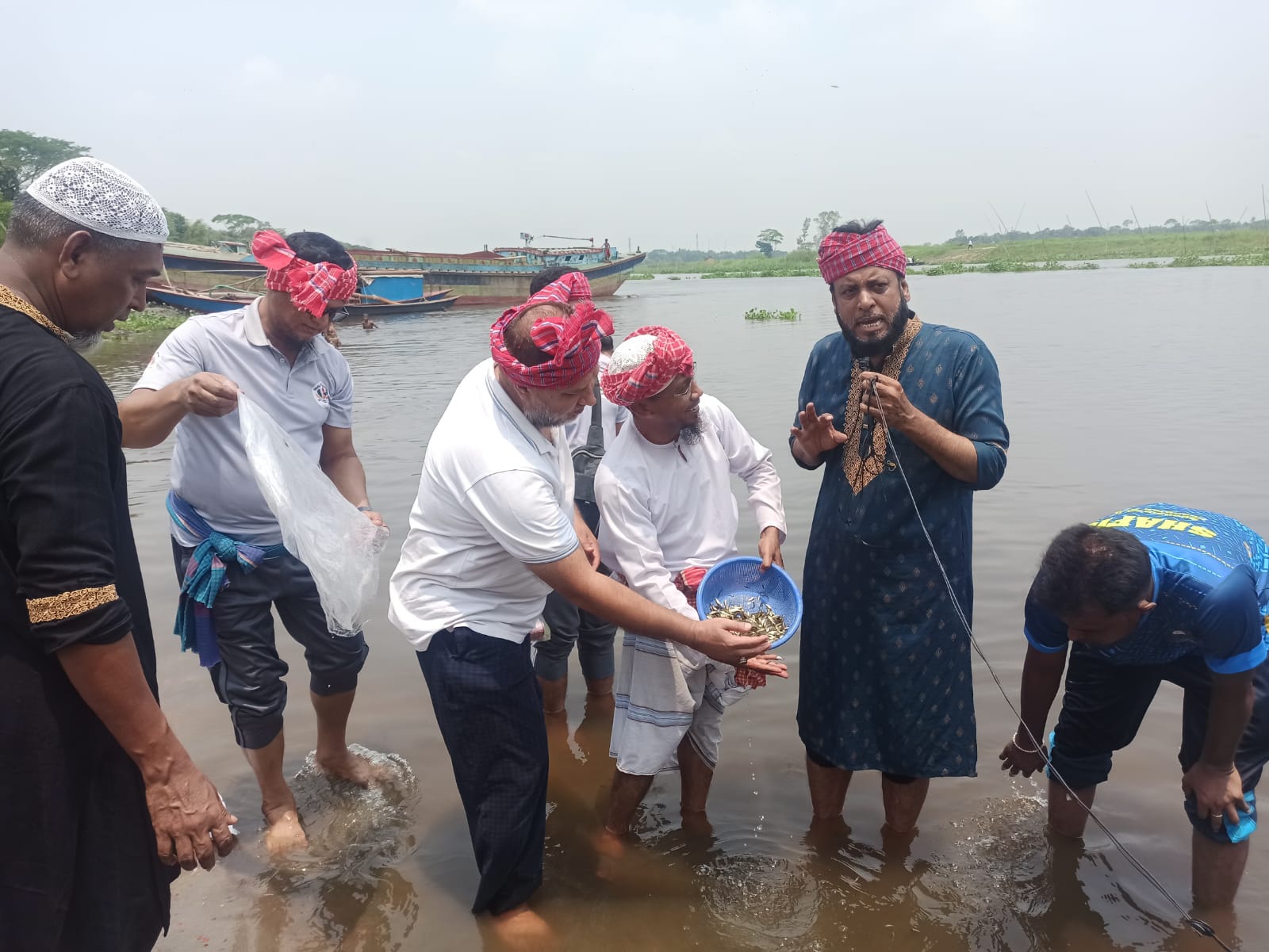 হোমনায় তিতাস নদীতে ২০ হাজার পোনামাছ অবমুক্ত