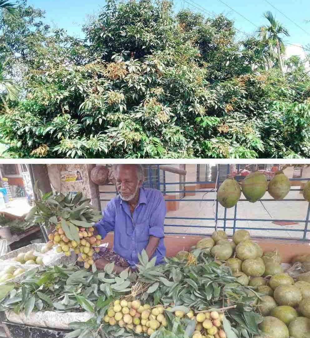 পাঁচবিবিতে তীব্র তাপদাহে লিচুর ফলন হ্রাস,বাগান মালিকের মাথায় হাত