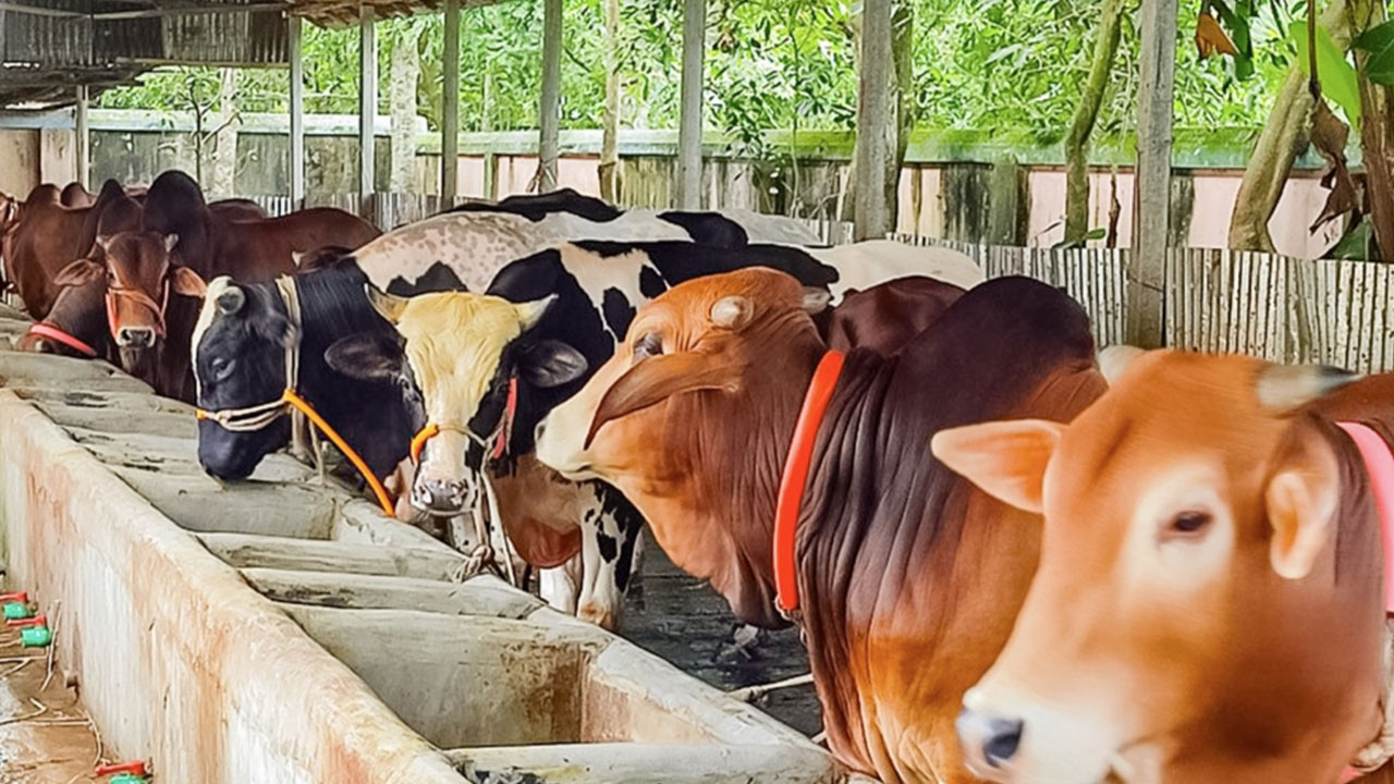 কোরবানির জন্য সাড়ে ৫ লাখ পশু প্রস্তুত ময়মনসিংহ বিভাগে