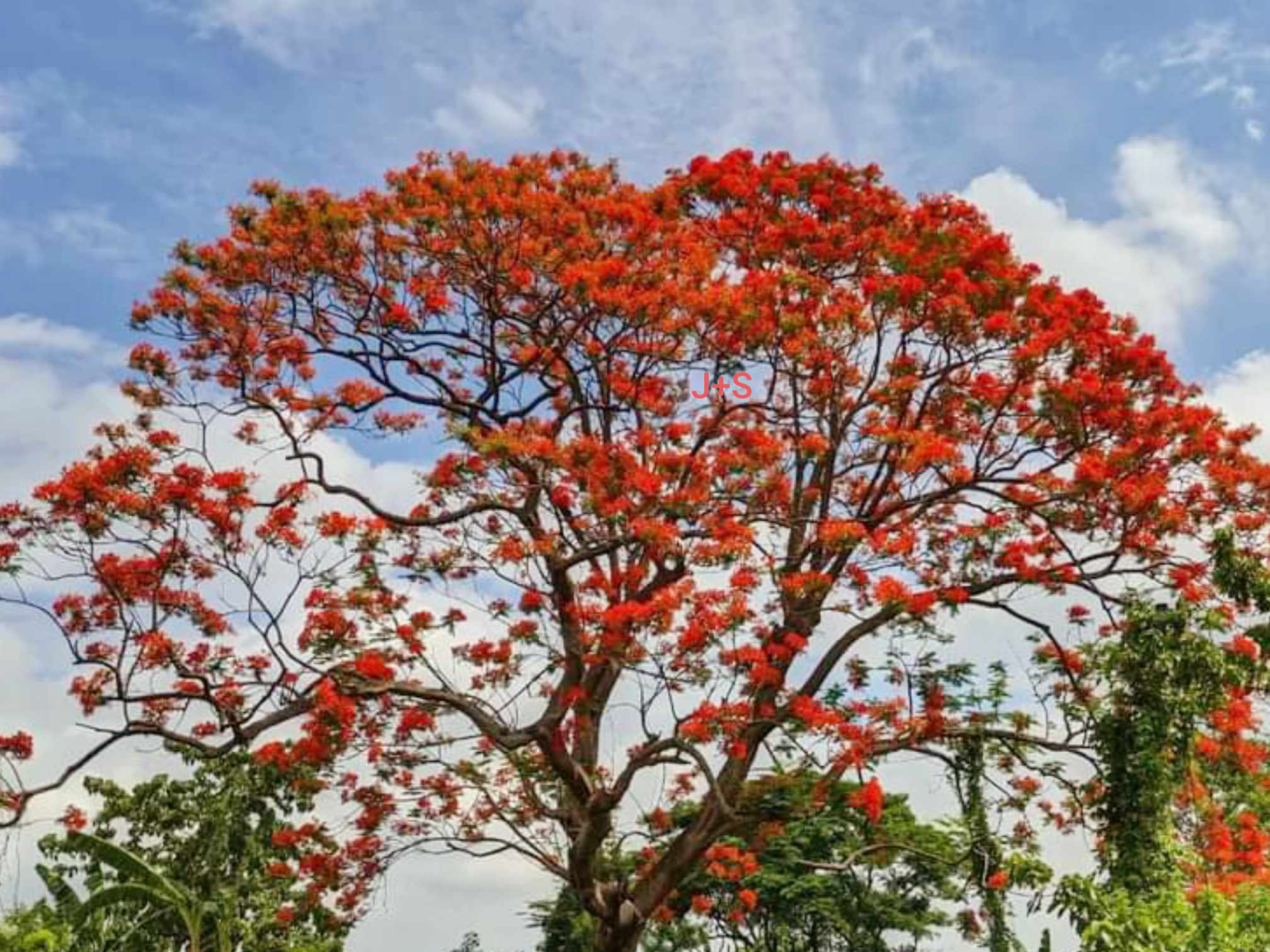 মৌলভীবাজারে শোভা ছড়াচ্ছে সড়কের পাশে সোনালু, ক্যাসিয়া, কৃষ্ণচূড়া ফুল