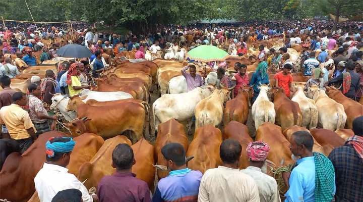 পাঁচবিবিতে জমে উঠেছে কোরবানীর পশুর হাট” প্রস্তুুত ৭৫ হাজার পশু