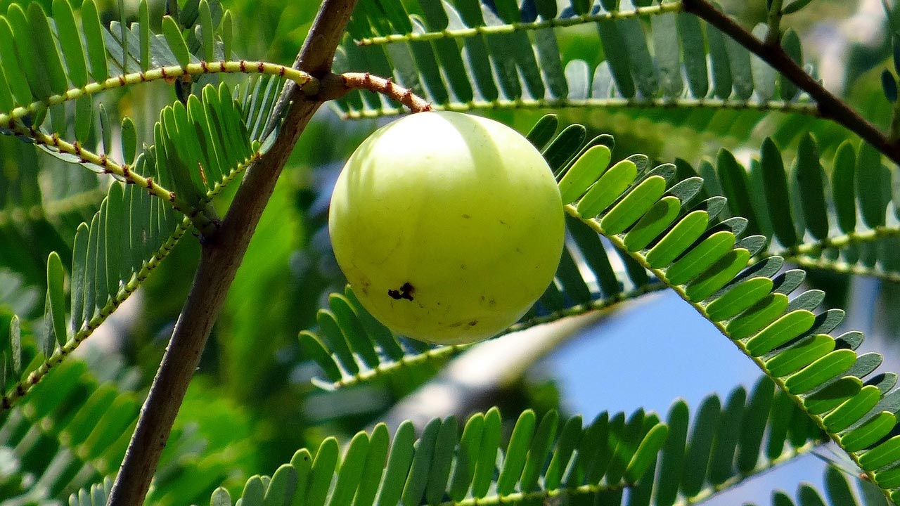 গরমে আমলকি খেলে কী হয়?