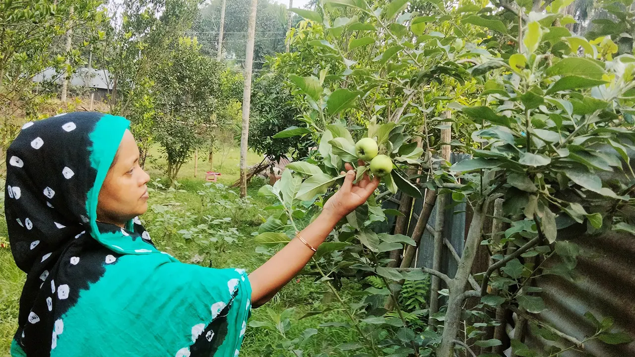 রংপুরে পরীক্ষামূলক চাষ হচ্ছে আপেল