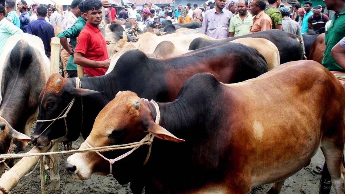 ৪১ স্থানে বসছে গাইবান্ধার কোরবানির পশুর হাট