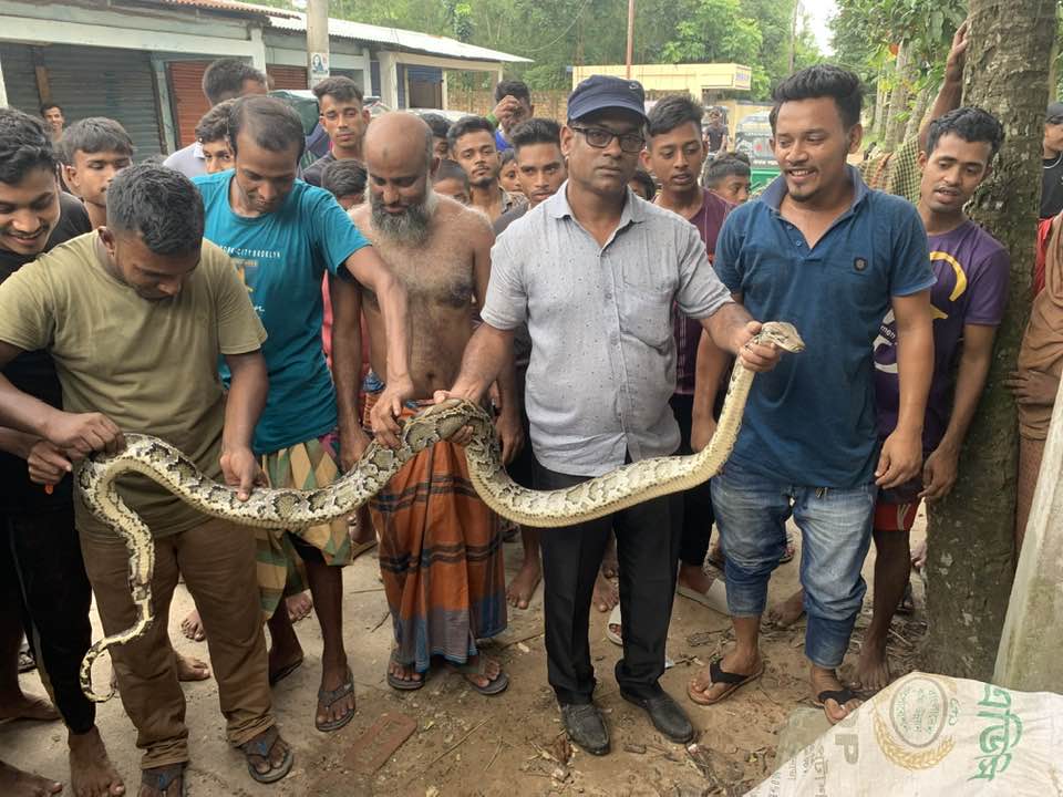 শ্রীমঙ্গলে লোকালয় থেকে আবারও বিশাল আকৃতির অজগর উদ্ধার