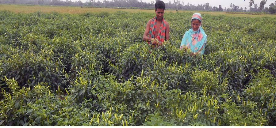 আদমদীঘিতে কৃষকরা মরিচ চাষ করে অর্থনৈতিক ভাবে সাবলম্বি হয়ে উঠেছেন