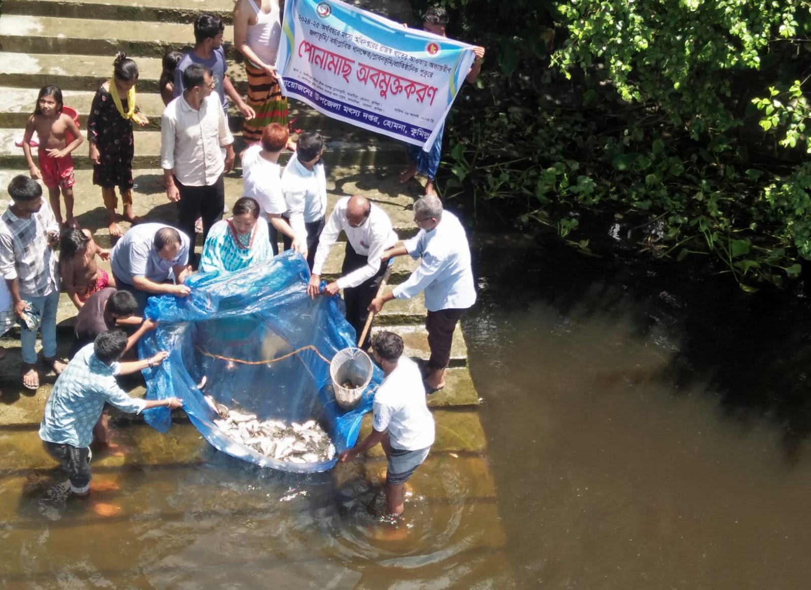 হোমনায় প্লাবন ভূমিতে পোনামাছ অবমুক্তকরণ