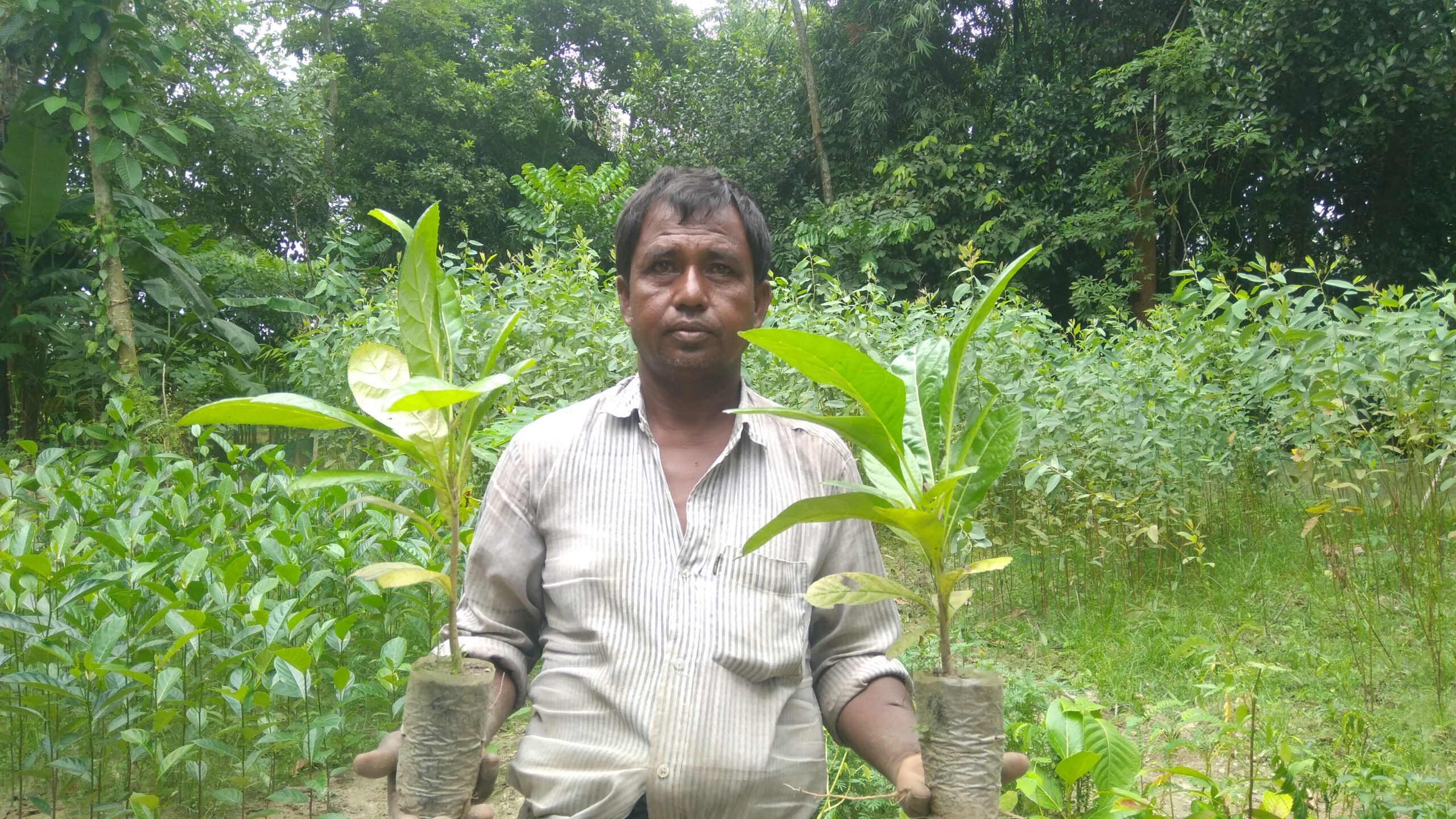 ফুলবাড়ীতে বিরল প্রজাতির কাইজেলিয়া গাছের চারা উৎপাদন করলেন কৃষক রমনী কান্ত