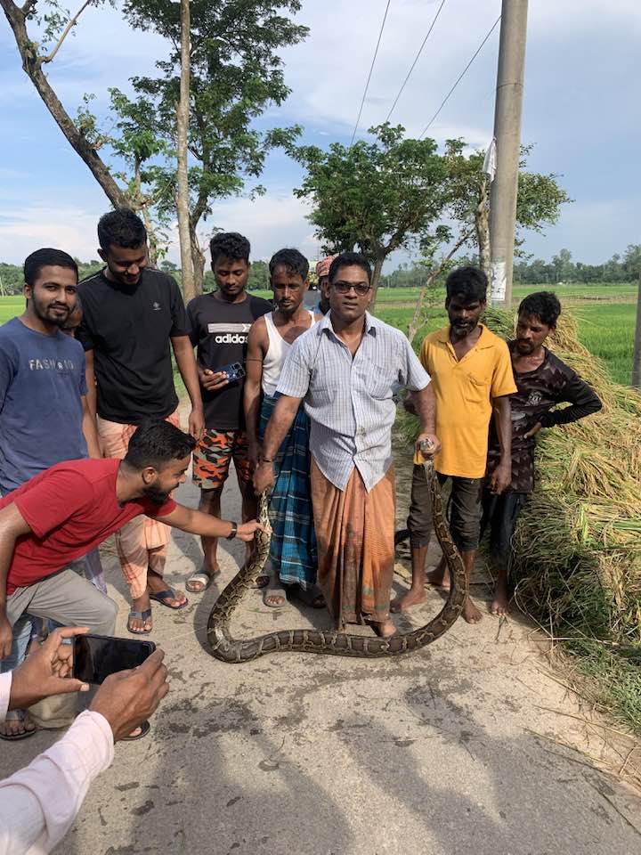 শ্রীমঙ্গলে ধান ক্ষেত থেকে বিশাল আকৃতির অজগর উদ্ধার