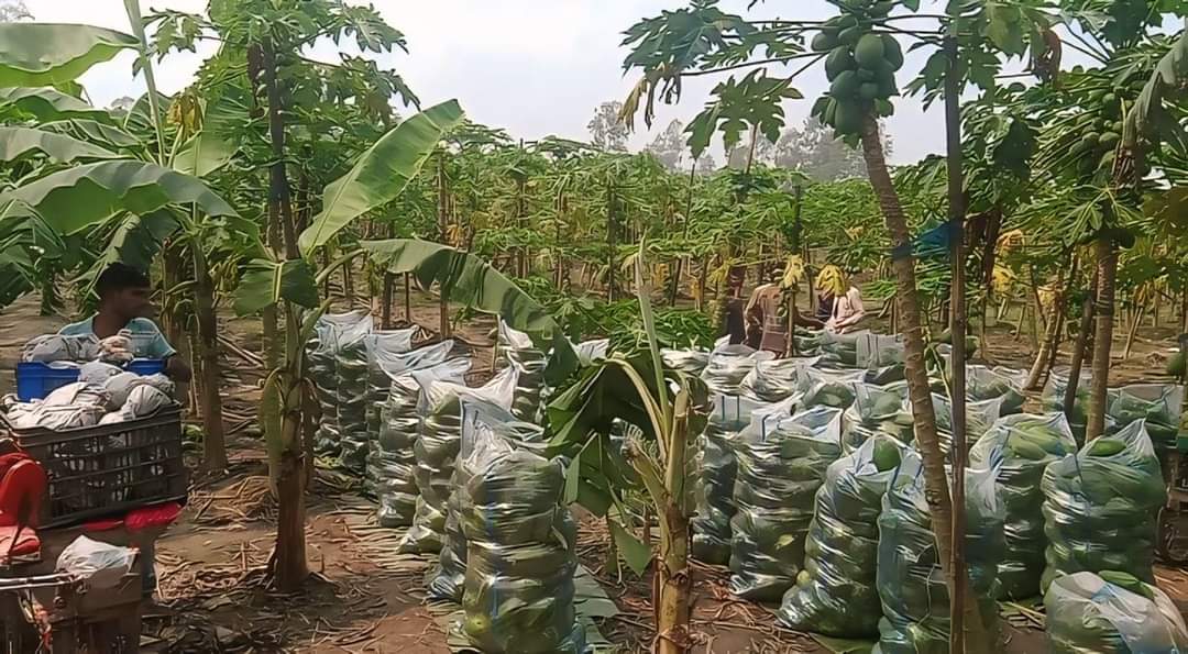 পলাশবাড়ীতে পেঁপে চাষ করে স্বাবলম্বী আমিরজল