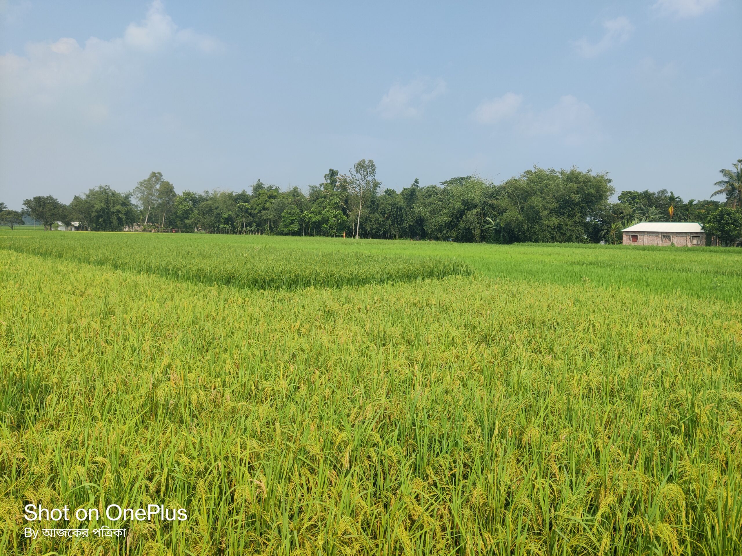 রোপা আমনের পাতায় উঁকি দিচ্ছে স্বপ্ন; খানসামায় পরিচর্যায় ব্যস্ত কৃষক-কৃষাণী