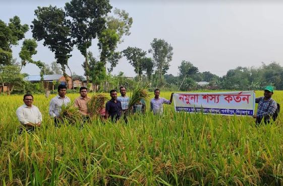 পার্বতীপুরে আগাম রোপা আমন ধান কর্তন শুরু