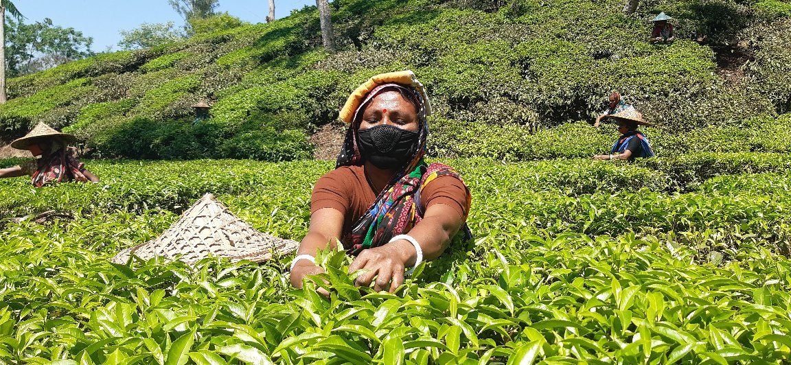 চায়ের উৎপাদন কম হওয়াতে শ্রমিক-মালিক হতাশ, লক্ষ্যমাত্রা পূরন নিয়ে সংশয়