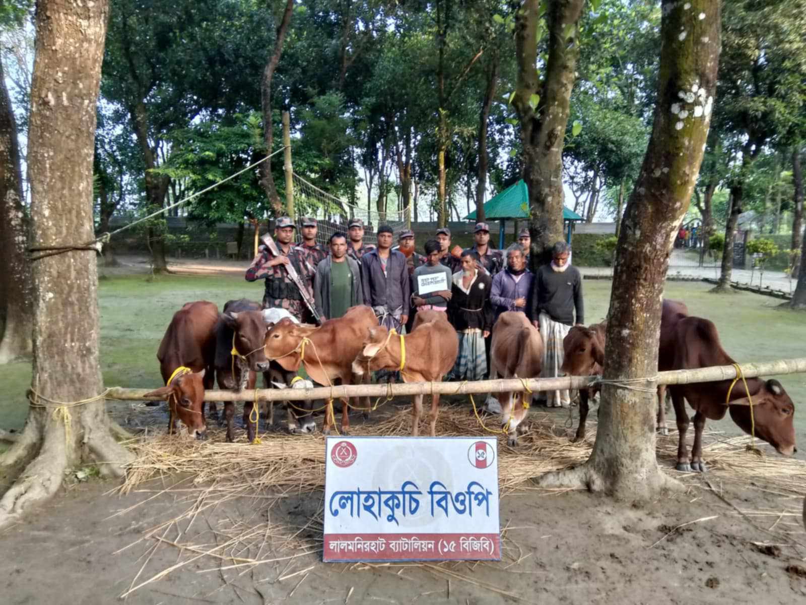 লালমনিরহাটে ৮ ভারতীয় গরুসহ ৬ জন  চোরাকারবারিকে   আটক করেছে বিজিবি