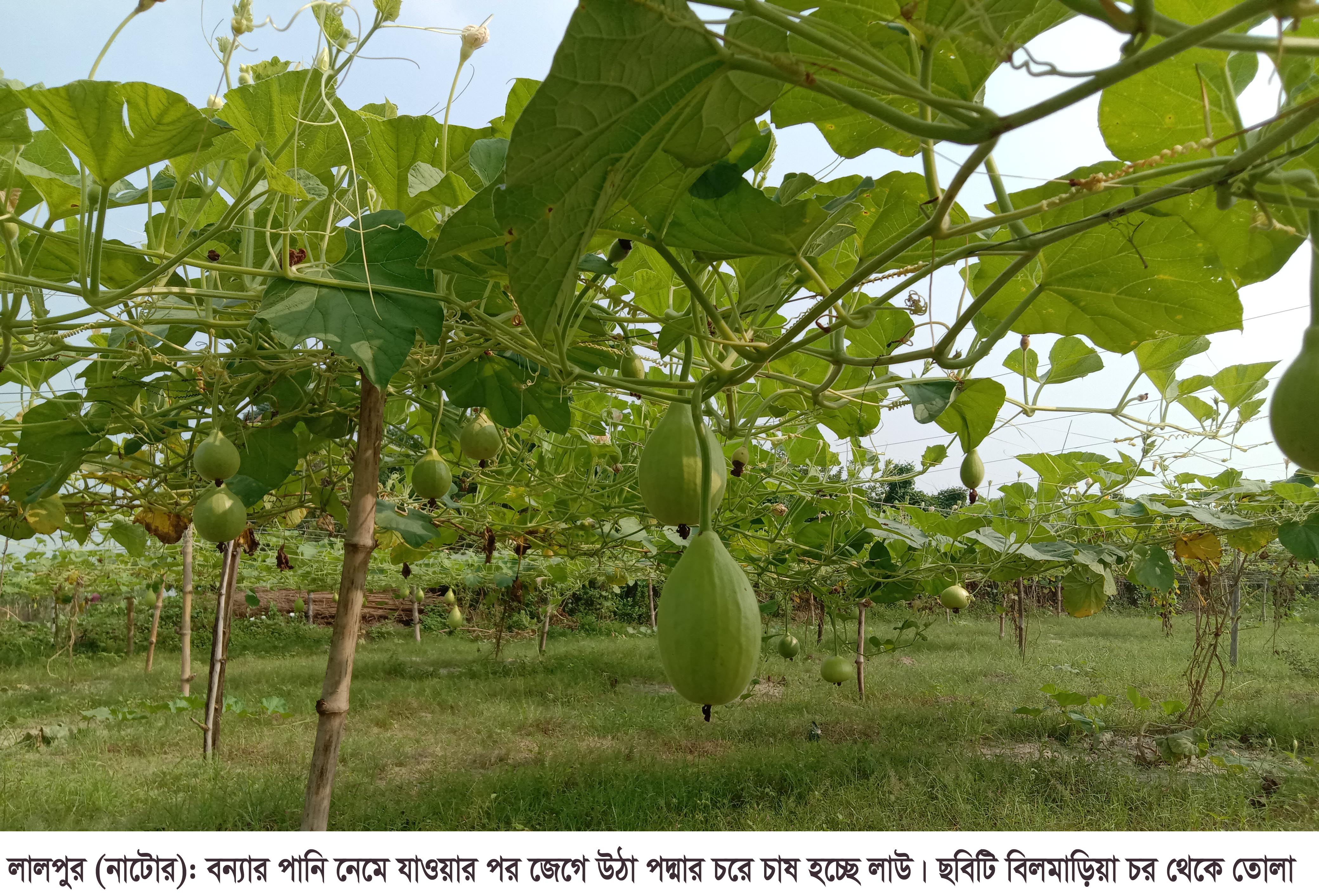 লালপুরে সবজি চাষে লাভের স্বপ্ন দেখছে পদ্মার চরের চাষীরা