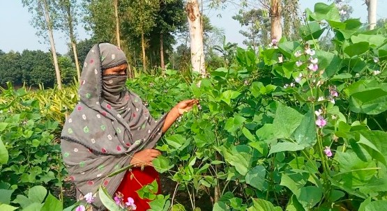 স্বপ্নে সবজি খেতে ঘাম ঝরাচ্ছেন নারী কৃষকরা