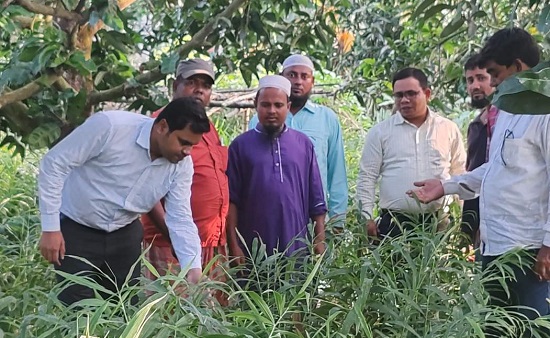 পার্বতীপুরে বস্তায় আদা চাষে আগ্রহী হয়ে উঠছে কৃষকেরা