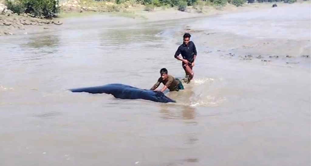 হাতিয়ার মেঘনায় ভেসে আসলো বিশালাকৃতির তিমি