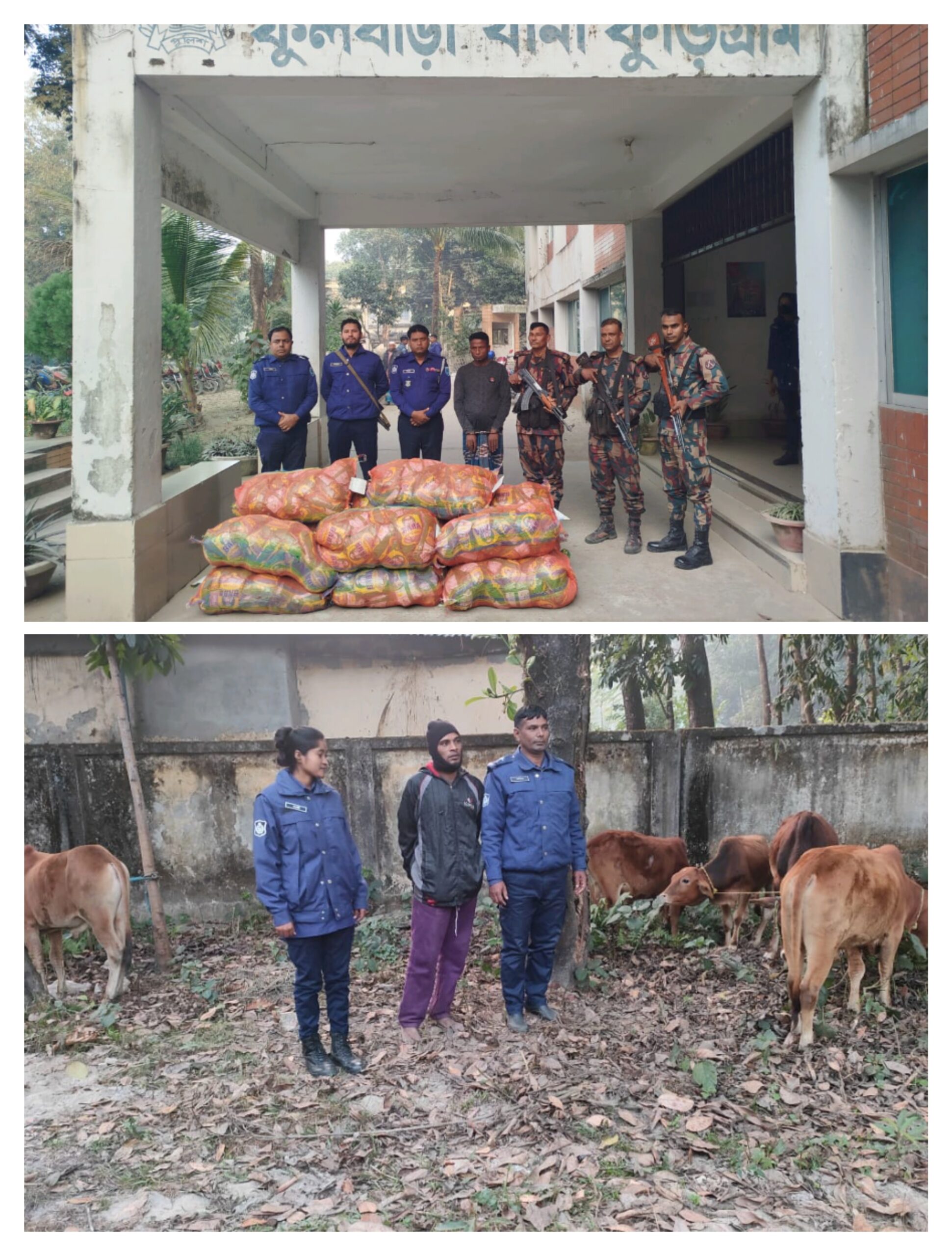 ফুলবাড়ী সীমান্তে ভারতীয় ৫টি গরু ও ৩২০ প্যাকেট জিরা সহ দুই চোরাকারবারি আটক। 