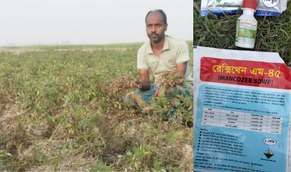 পাঁচবিবিতে কীটনাশক প্রয়োগে আলুর ক্ষেতে পচন,কৃষকের ক্ষতিপূরণ দাবি