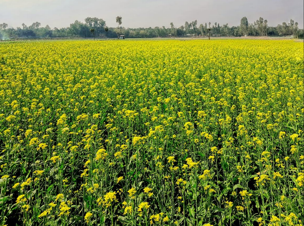 লালমনিরহাটে দিগন্তজুড়ে  সরিষা আবাদ প্রকৃতি সেজেছে যেন হলুদ বরণে