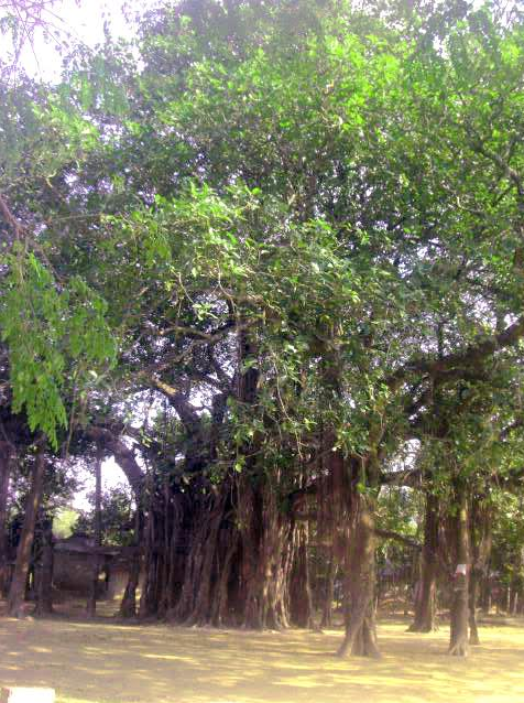 পীরগঞ্জে কালের স্বাক্ষী সাড়ে তিনশত বছরের বটগাছ