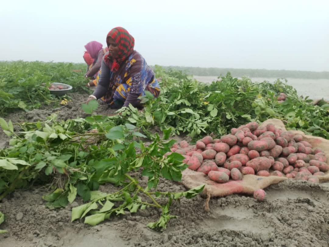 রাজারহাটে চরাঞ্চলে কৃষিতে জলবায়ুর প্রভাবে ক্ষতি কাটিয়ে উঠতে আলু চাষ যেন কৃষকের গলার কাঁটা 