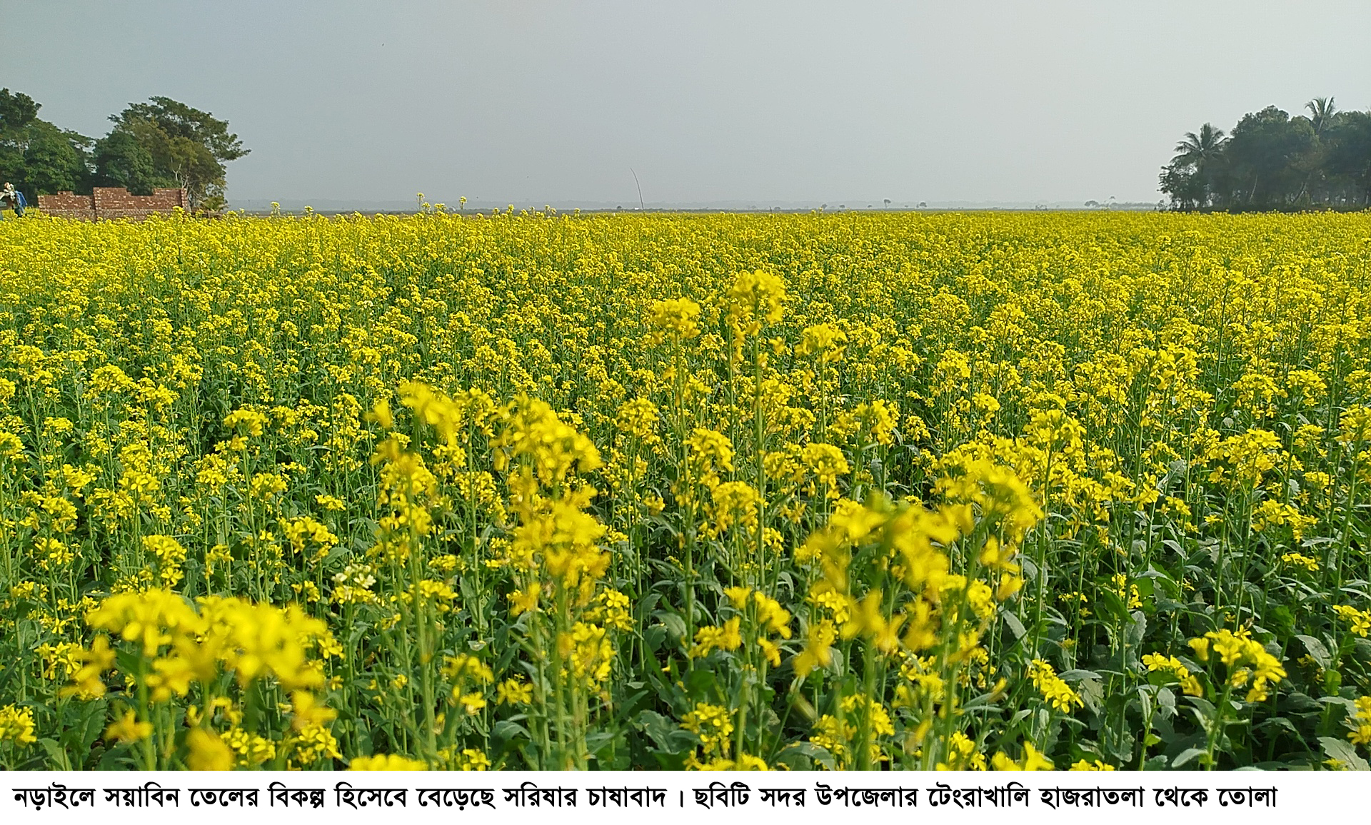 নড়াইলের হাট-বাজারে সয়াবিন তেলের পাশাপাশি সরিষার তেলের ব্যাপক চাহিদা