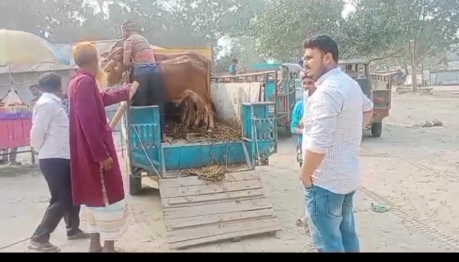 গাইবান্ধায় বাছুর প্রদর্শনী প্রতিযোগিতা ও পুরস্কার বিতরণী