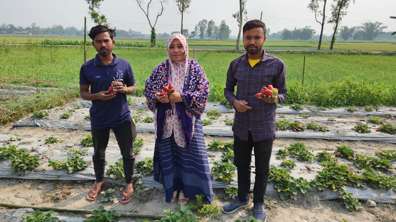 খানসামায় স্ট্রবেরি চাষে সাফল্য, অল্প পুঁজিতে অধিক লাভের আশা