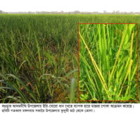 আদমদীঘিতে ইরি-বোরো ধানে মাজরা পোকার হানা ॥ দিশেহারা কৃষক