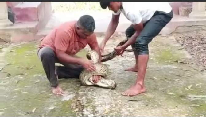 শ্রীমঙ্গলে হাঁস ভক্ষণ করতে এসে ধরা পড়ল অজগর