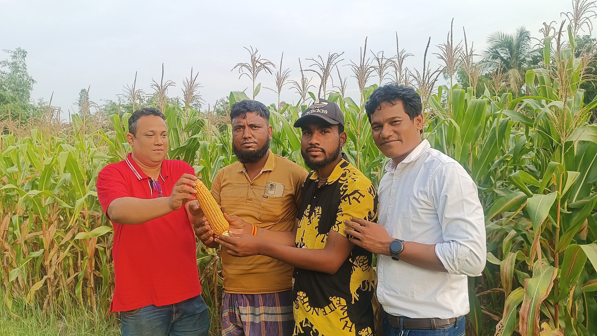 শ্রীমঙ্গলে ভুট্রা সুলতান চাষের ব্যাপক সম্ভাবনা শ্রীমঙ্গলে ভুট্রা সুলতান চাষের ব্যাপক সম্ভাবনা