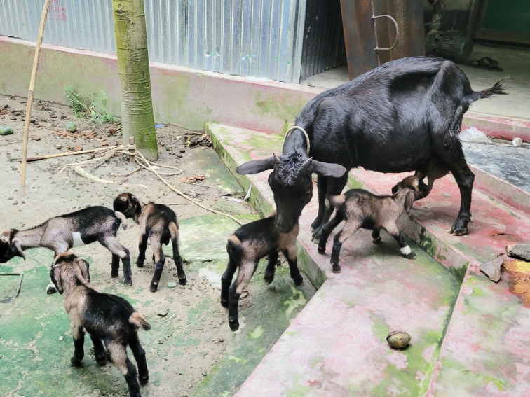 ফুলবাড়ীতে ৫টি বাচ্চার জন্ম দিল একটি ছাগল ফুলবাড়ীতে ৫টি বাচ্চার জন্ম দিল একটি ছাগল