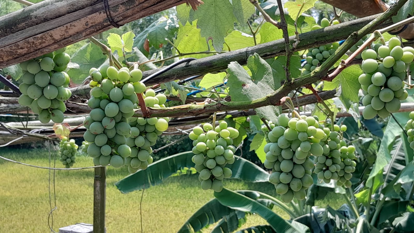 শ্রীমঙ্গলে ফারুকের ছাদ বাগানের থোকায় থোকায় ঝুলছে আঙ্গুর শ্রীমঙ্গলে ফারুকের ছাদ বাগানের থোকায় থোকায় ঝুলছে আঙ্গুর