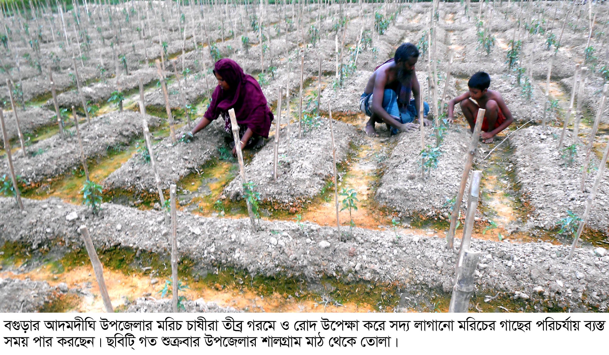 আদমদীঘিতে মরিচ ক্ষেত পরিচর্যায় ব্যস্ত সময় পার করছেন কৃষকরা আদমদীঘিতে মরিচ ক্ষেত পরিচর্যায় ব্যস্ত সময় পার করছেন কৃষকরা