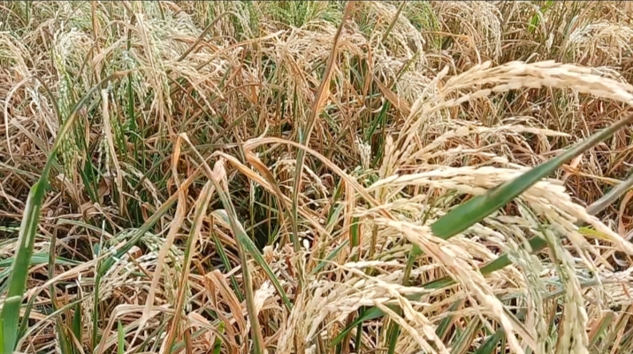 ঝিনাইগাতীতে শতাধিক একর জমির ধান চিটা, কৃষকের মাথায় হাত! ঝিনাইগাতীতে শতাধিক একর জমির ধান চিটা, কৃষকের মাথায় হাত!