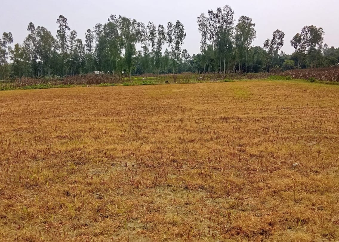 লালমনিরহাটে কৃষকের পাটক্ষেতে বিষাক্ত কীটনাশক নিক্ষেপ ৫ জনের বিরুদ্ধে অভিযোগ লালমনিরহাটে কৃষকের পাটক্ষেতে বিষাক্ত কীটনাশক নিক্ষেপ ৫ জনের বিরুদ্ধে অভিযোগ